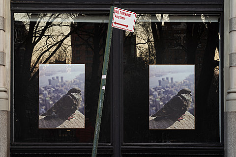 An exterior shot of two windows each with a poster of a pigeon. A sign reading "NO PARKING Anytime" is visible in the foreground.
