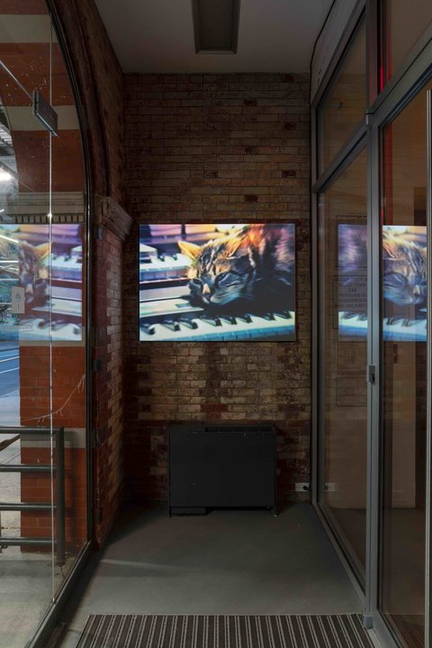 Installation view of the a video work in the exhibition projected inside a glass foyer against a brick wall. The still consists of a brown cat lying on piano keys.  