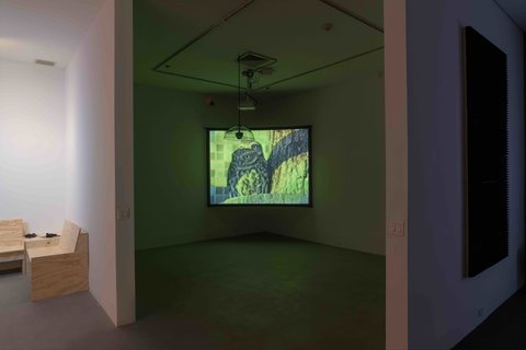 Installation view of a projected video in a large white room. The projector screen is mounted in the corner of the room. The still on the screen in this installation image features a head on shot of an owl. The owl is edited in a greener tone than natural color.  