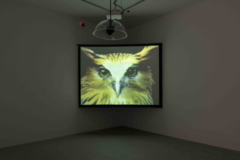 Installation view of a projected video in a large white room. The projector screen is mounted in the corner of the room. The still on the screen in this installation image features a head on shot of an owl looking at the viewer. The owl is edited in a greener tone than natural color.  