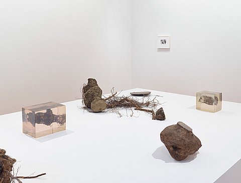 Several small objects of dried wood, some sealed in resin blocks, sit on a white surface in a gallery.